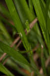 Cumberland sedge